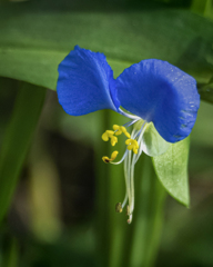DSC04263 露草. 
