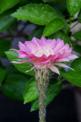 DSC09417. サボテンの花咲く