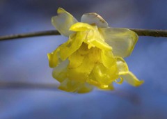 DSC06506. 日溜まりに花の羽衣