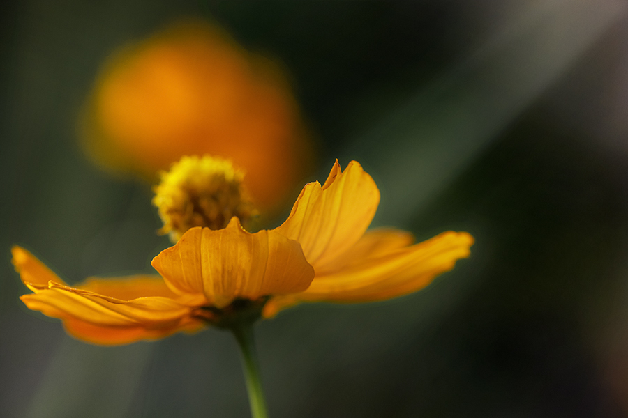 DSC05040.  光の中のコスモス