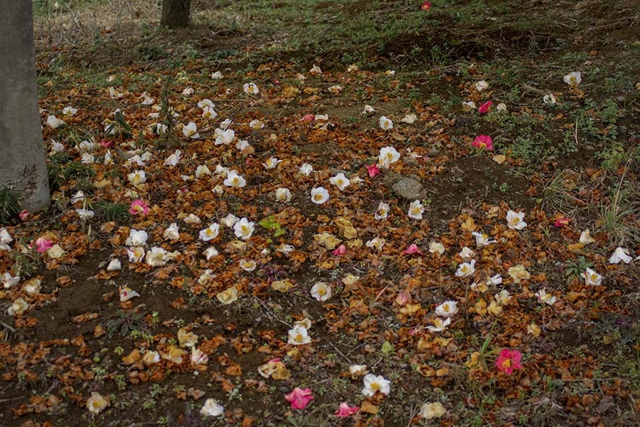 DSC07536. 皆こっちを向いて居て呉れる