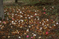 DSC07536. 皆こっちを向いて居て呉れる