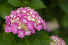DSC06096. 水無月の華