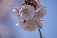 DSC07626. 安行桜 光の海の中