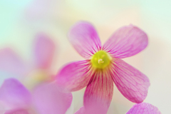 DSC09795. 花芯は若草