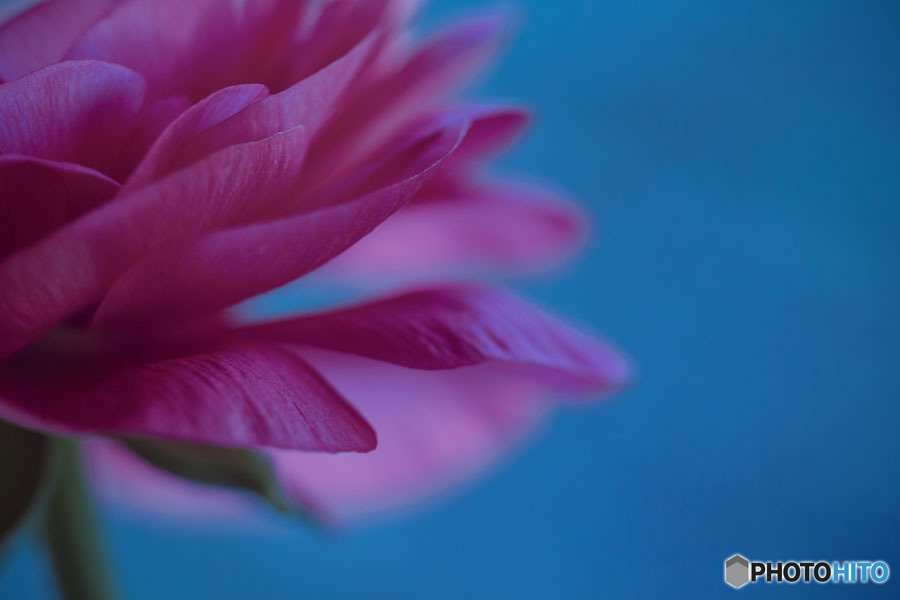 DSC06418-ラナンキュアラス-霧の彼方に