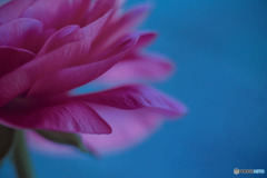 DSC06418-ラナンキュアラス-霧の彼方に