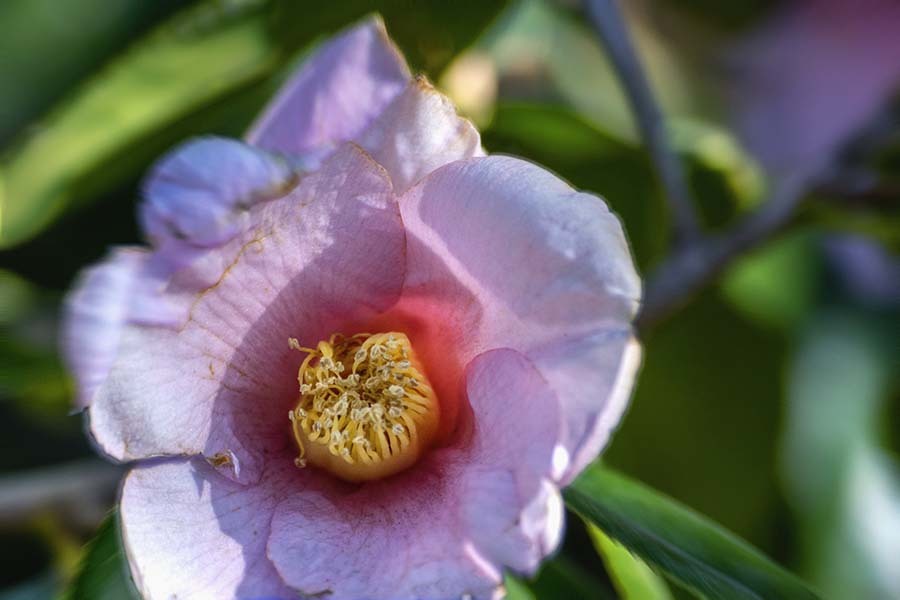 DSC00154. 山茶花