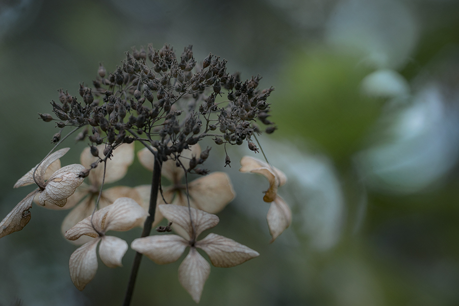 秋紫陽花-3 冬が来る前に・・・