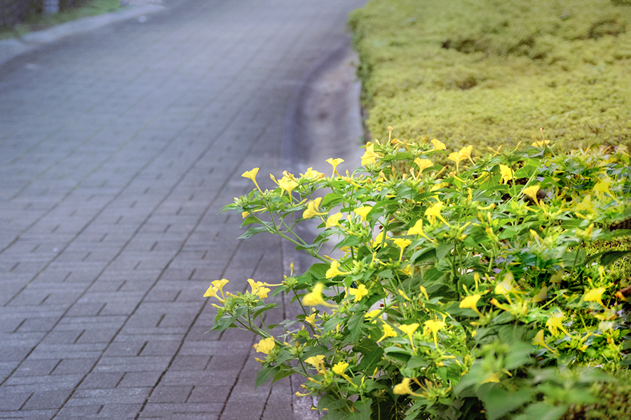 DSC02435. 迫り出す