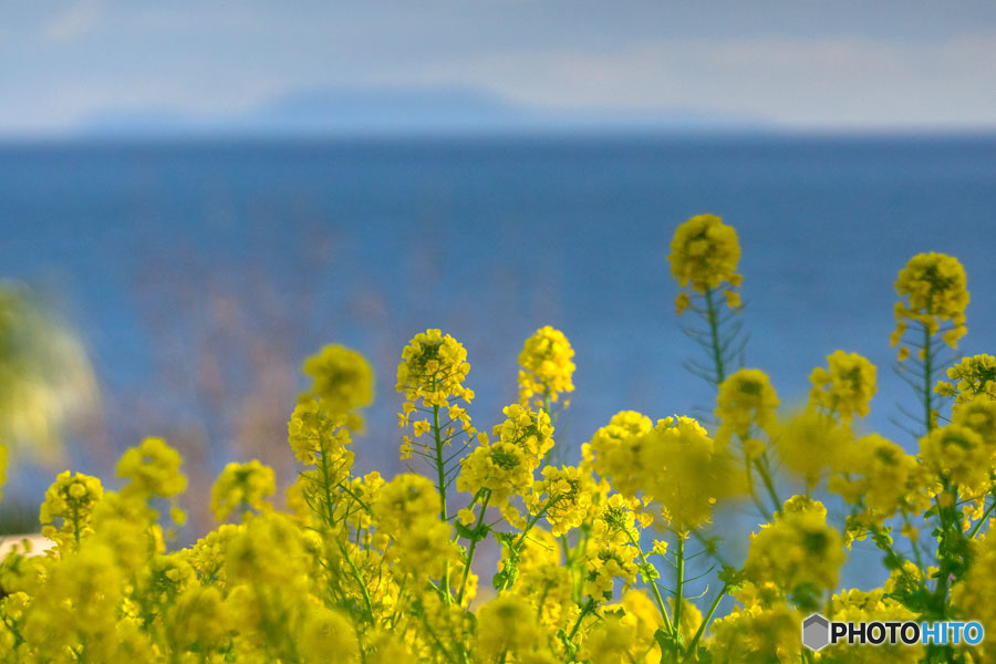 DSC06113-磯辺の菜の花