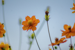 DSC09432. 晩夏