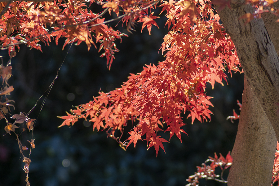 DSC01514 森の小径にて