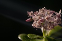 DSC02035  花束？