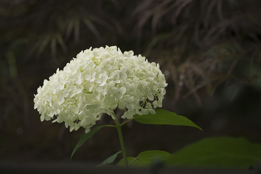 DSC06488 疲れを知らない 