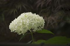 DSC06488 疲れを知らない 