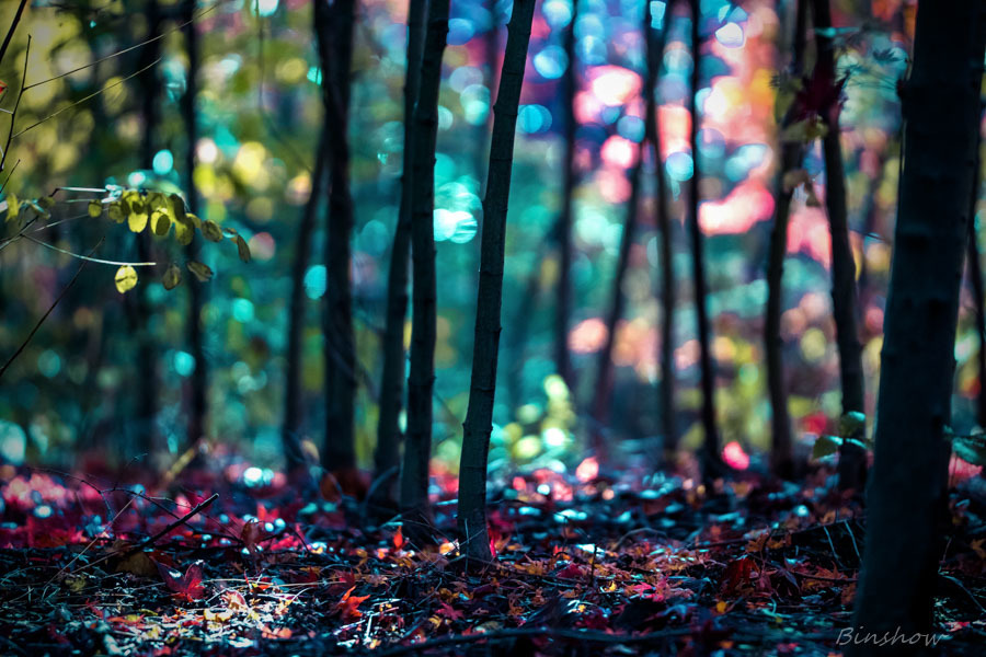 DSC04673-紅葉十一番