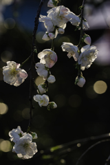 雪が舞う如くの桃の花