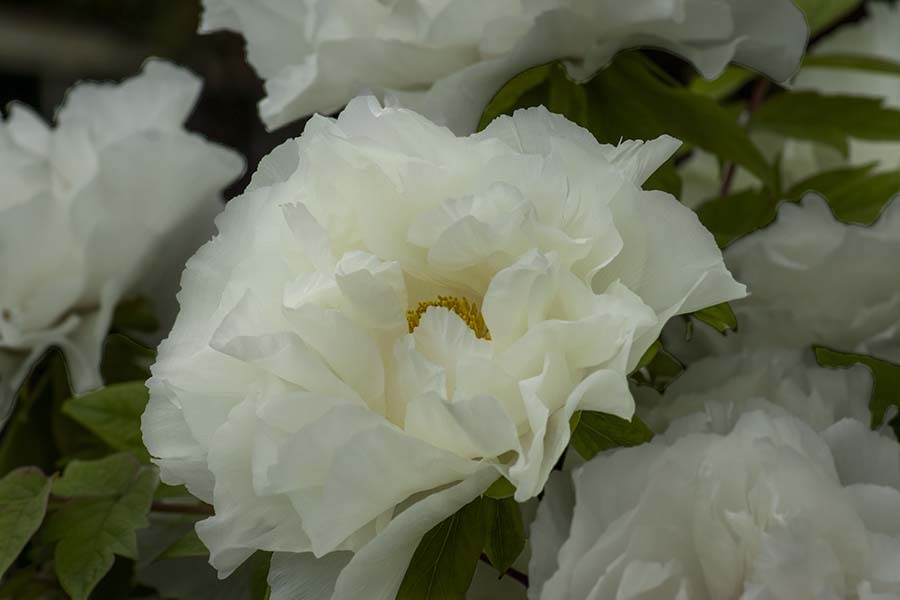 DSC08430. いついつまでも