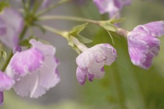 DSC05955. サクラソウ　思いの儘