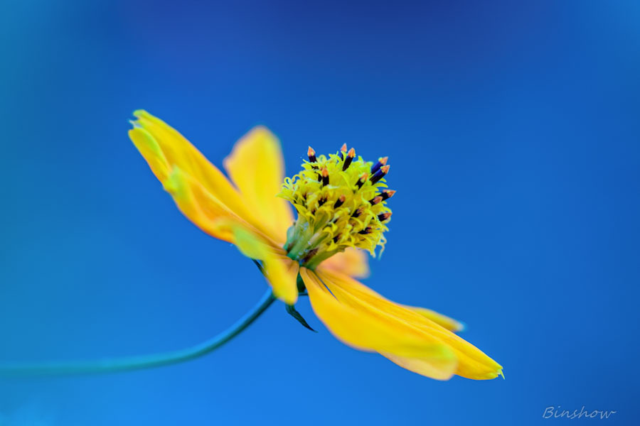 DSC02601-コスモス宙に舞う