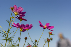 DSC08117. 花とオジサン