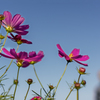 DSC08117. 花とオジサン