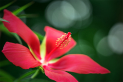 情熱の花、赤い芙蓉