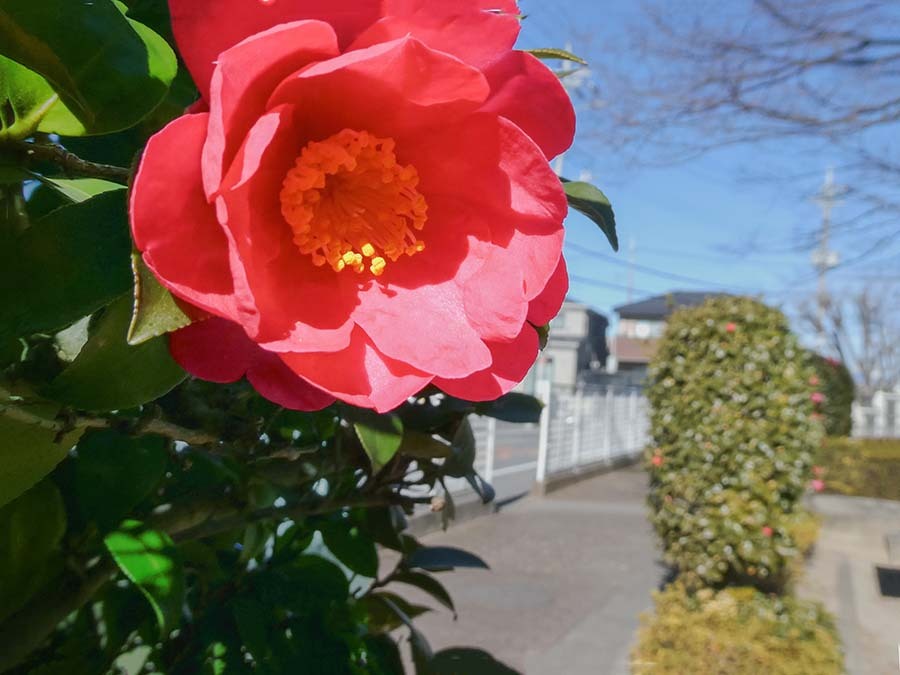 明るい表通り　P1060087