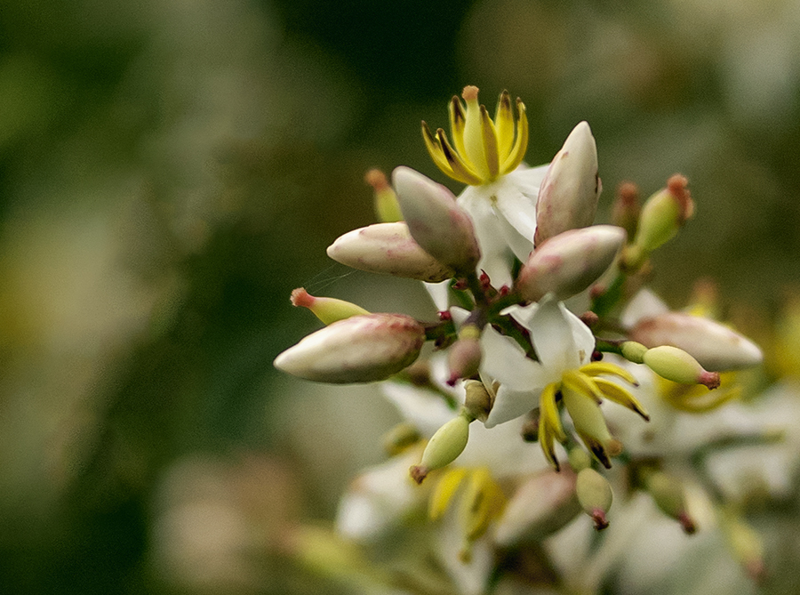 DSC07986  まるで冠戴くナンテンの花