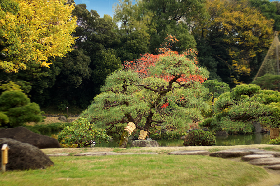 DSC04604. 清澄庭園の秋.