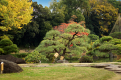 DSC04604. 清澄庭園の秋.