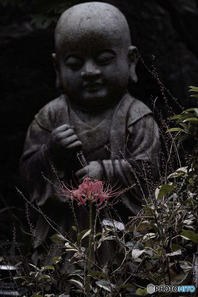 DSC09528　寺の秋　