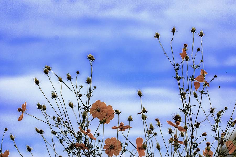 DSC02527. 青空に秋桜(あきさくら)