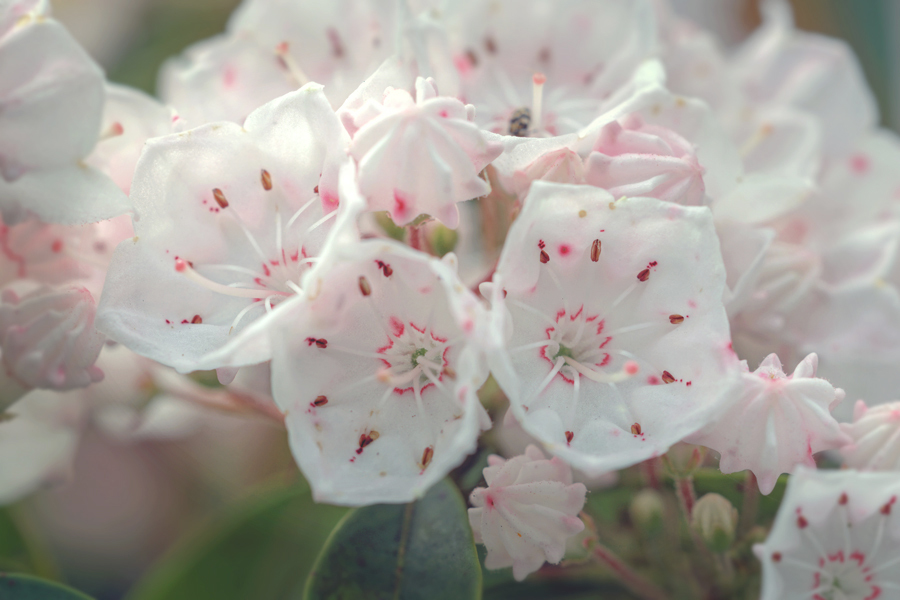 カルミヤ 三姉妹