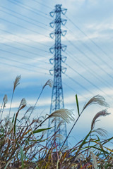 DSC04201-ススキと送電線