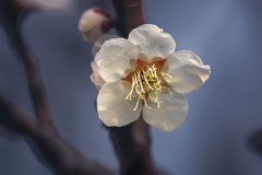 DSC00188.春を待つ
