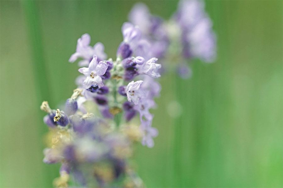 パープルラベンダーで御座る