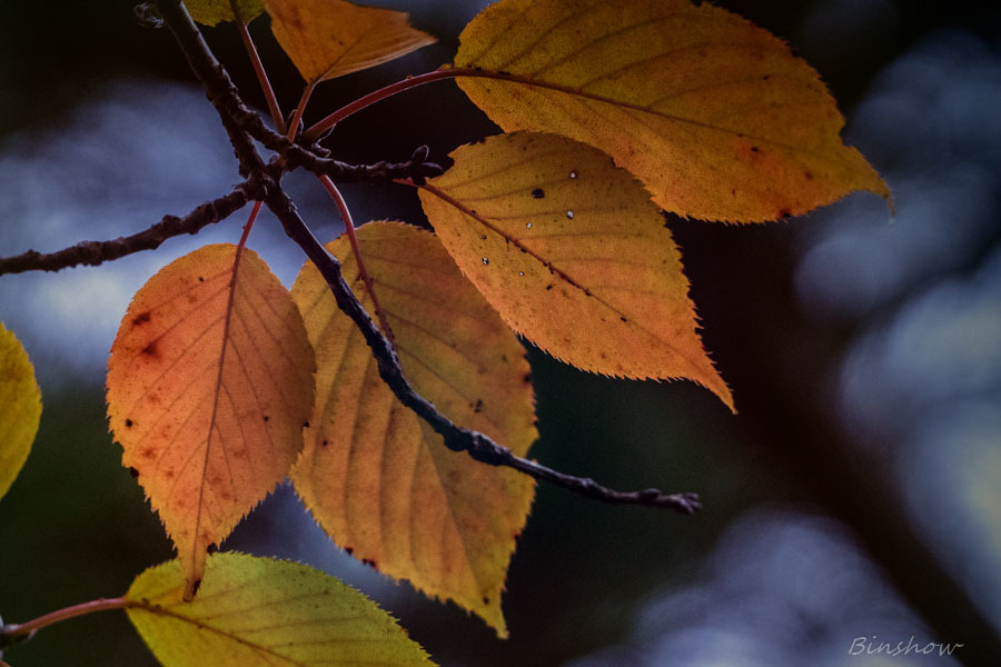 DSC04303-Autumn leaves.