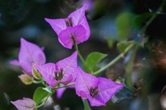 浜辺に咲く　DSC06097