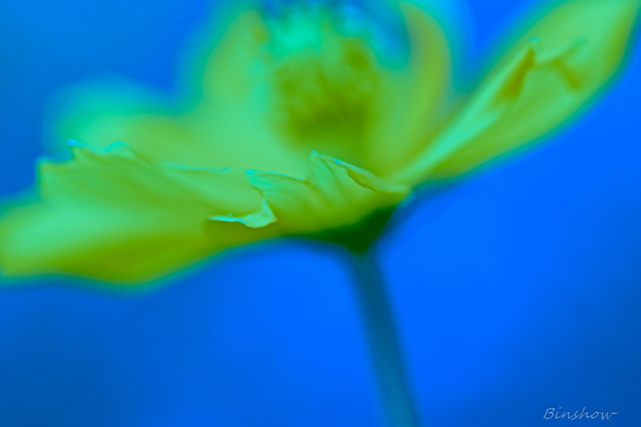 DSC02997-黄色いコスモス