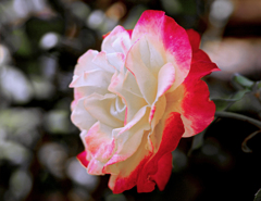 外環道の駅で咲いてました薔薇です