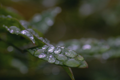 DSC07046. 溢(こぼ)れる華に成る