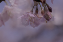 DSC03929. 桜の花が咲く候jpg