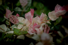 DSC02362.  夏に華やぐ