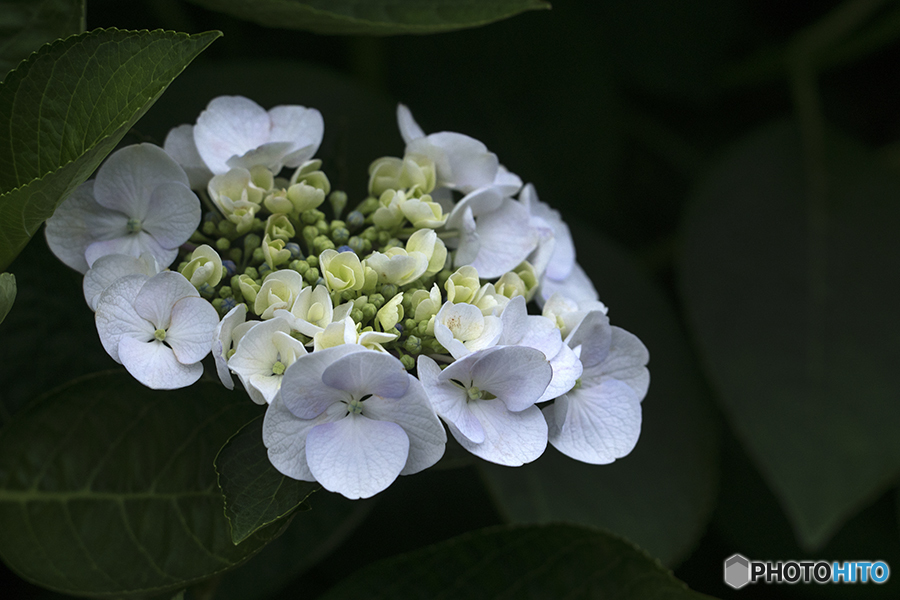 DSC06779 白い紫陽花