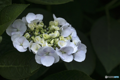 DSC06779 白い紫陽花