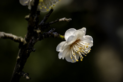 DSC03471 白梅薫る