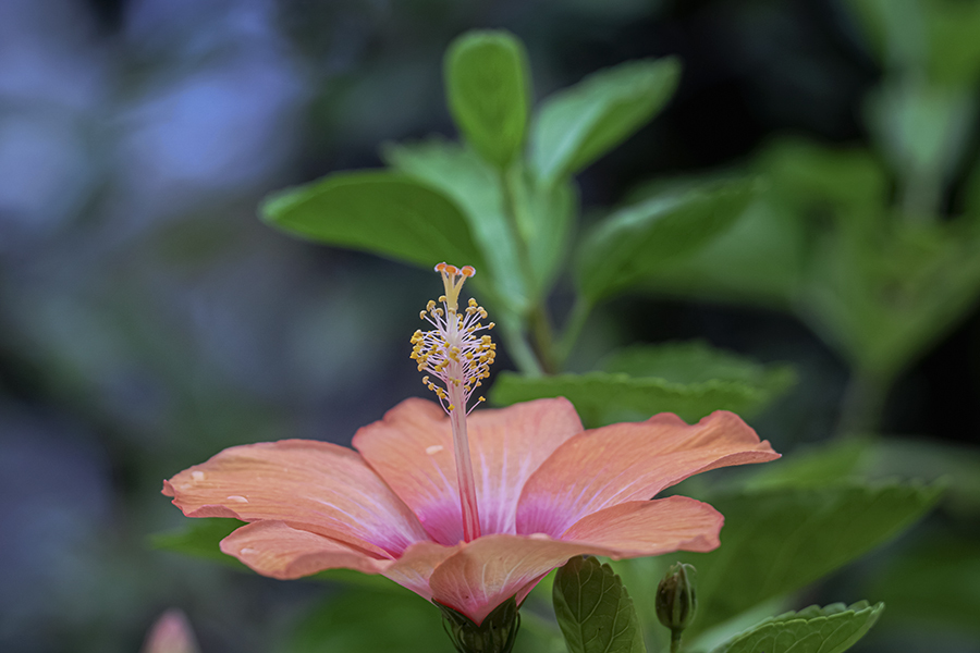 DSC08490. 雨に洗われる