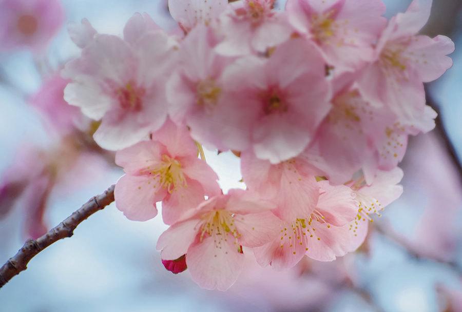 DSC02201 春は芽ぐむ